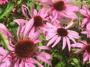 roedsolhat-til-styrkelse-af-immunforsvaret