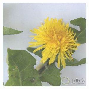 mælkebøtten med blade og gul blomst